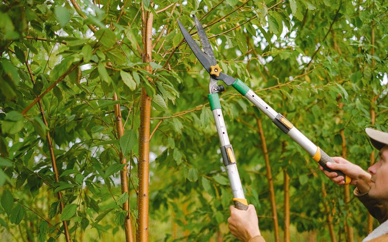 Tree trimming in Agness, OR